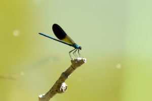 une libellule posée sur le haut d’une tige de bois
