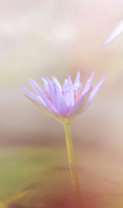 une fleur de Nymphéa violette se mêlant à la tonalité de son environnement