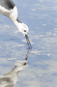 une échasse blanche cherche de la nourriture dans l’eau. Son reflet dans l’eau est parfait donnant l’impression qu’elle embrasse son reflet