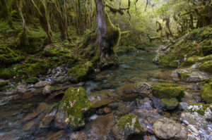 un cours d’eau à travers une forêt où les arbres et les rochers sont couverts de mousse