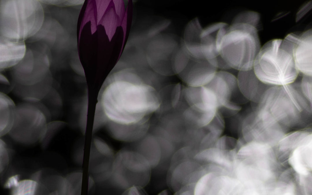 Songerie lumineuse