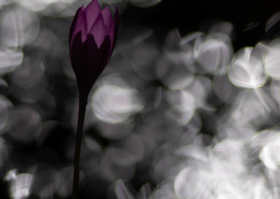 Songerie lumineuse