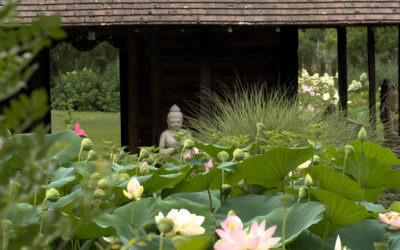 Le temps des lotus