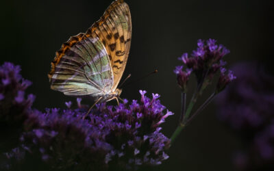 Rencontres de Septembre